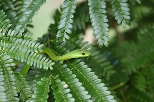 Lichtenstein's Racer Philodryas olfersii