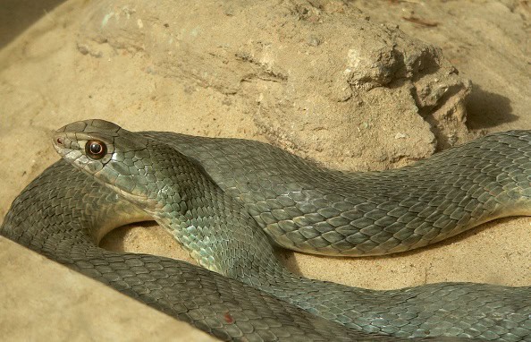 Malpolon insignitus Eastern Montpellier Snake