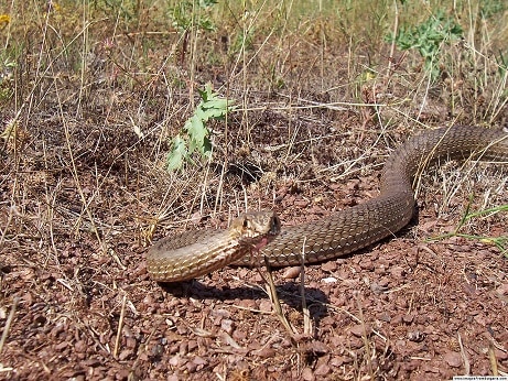 Malpolon insignitus eastern montpellier snake greece