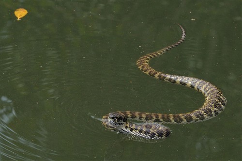 Mangrove Viper (Trimeresurus purpureomaculatus) swimming