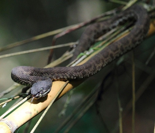 Mangrove Viper (Trimeresurus purpureomaculatus) thailand