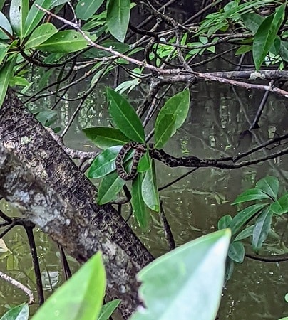 Mangrove Viper (Trimeresurus purpureomaculatus)