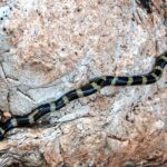 Micrelaps muelleri two-headed snake