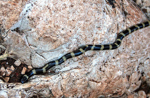 Micrelaps muelleri two-headed snake