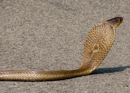 Monocellate Cobra Naja kaouthia thailand