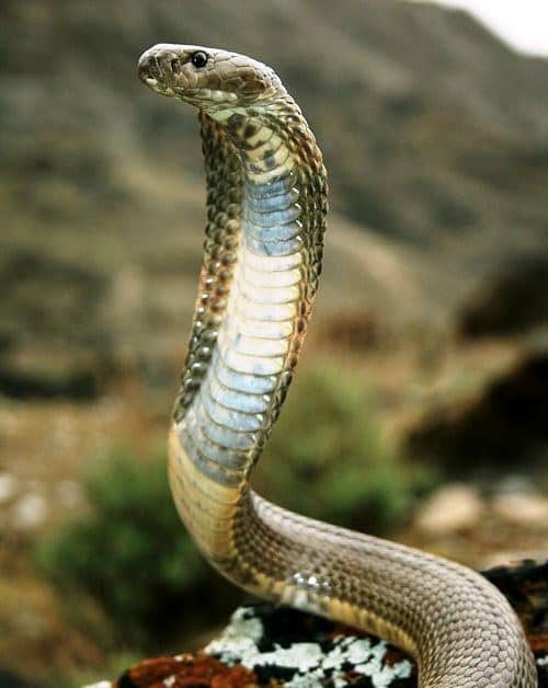 Naja oxiana caspian cobra Turkmenistan