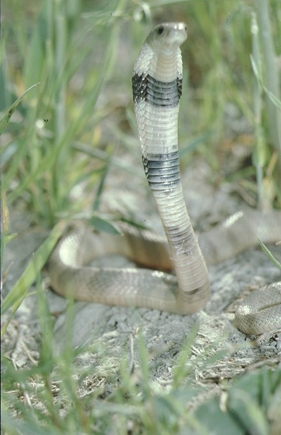 Caspian cobra (Naja oxiana) juvenile