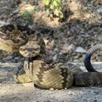 Northern Black-tailed Rattlesnake Crotalus molossus