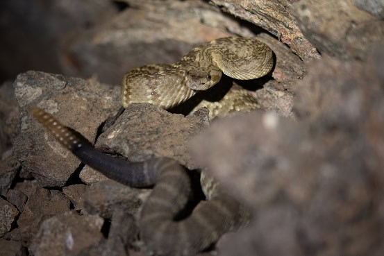 Northern Black-tailed Rattlesnake lurking