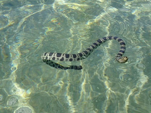 Olive-headed Sea Snake (Hydrophis major)