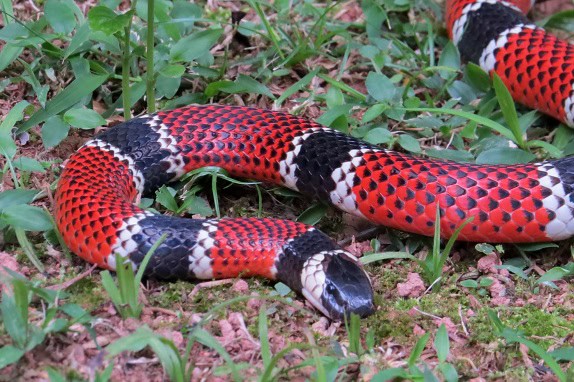 Painted Coralsnake Micrurus corallinus danger