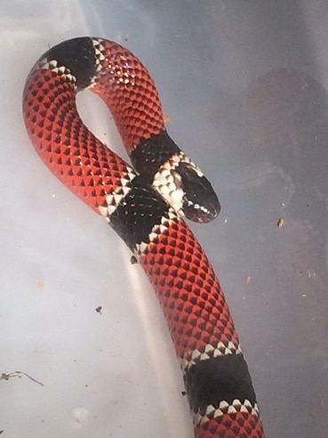 Painted Coralsnake Micrurus corallinus face