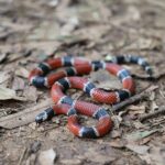 Painted Coralsnake brazil Micrurus corallinus