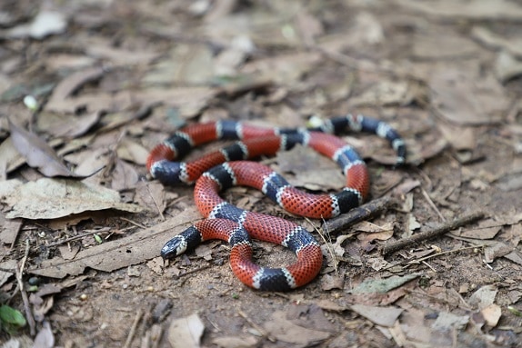 Painted Coralsnake brazil Micrurus corallinus