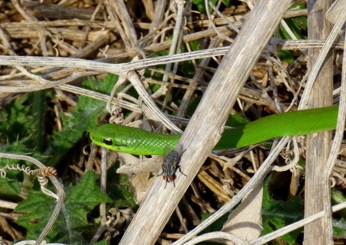 Philodryas olfersii latirostris lichtenstein's racer