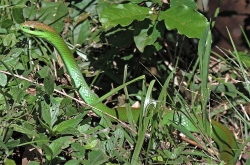 Philodryas olfersii lichtenstein's green racer