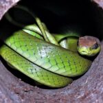 Philodryas olfersii lichtenstein's racer