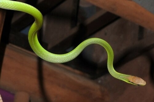 Philodryas olfersii lichtenstein's racer brazil