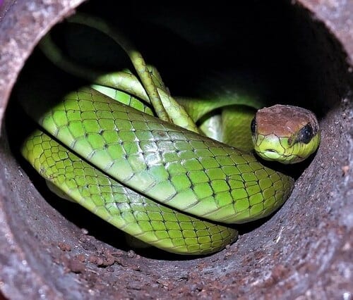 Philodryas olfersii lichtenstein's racer