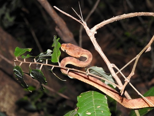 Pirmad Cat Snake (Boiga dightoni)