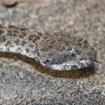 Speckled Rattlsnake crotalus pyrrhus face