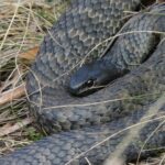 Tiger Snake Notechis scutatus face