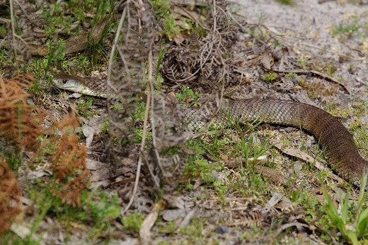 Tiger Snake Notechis scutatus unpredictable
