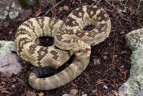 Western Black-tailed Rattlesnake Crotalus molossus