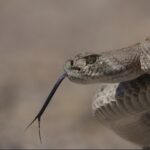 Western Diamond-backed Rattlesnake Crotalus atrox