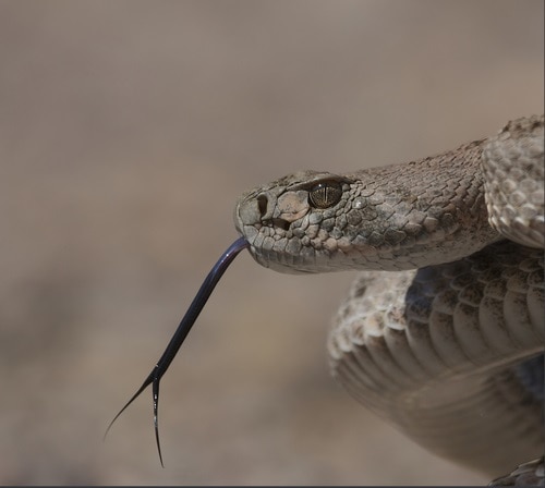 Western Diamond-backed Rattlesnake Crotalus atrox