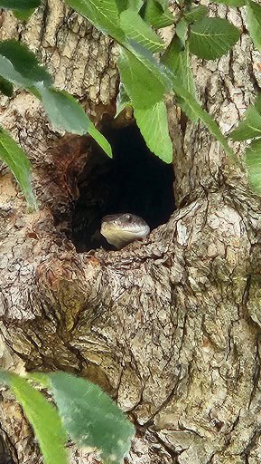 Western Ratsnake Pantherophis obsoletus hiding