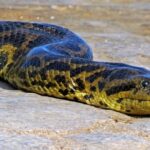 Yellow Anaconda (Eunectes notaeus) argentina