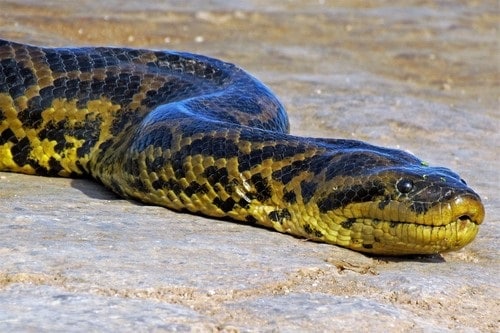 Yellow Anaconda (Eunectes notaeus) argentina
