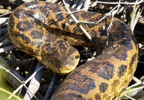 Yellow Anaconda argentina (Eunectes notaeus)