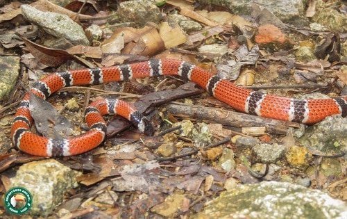 brazilian Painted Coralsnake (Micrurus corallinus)