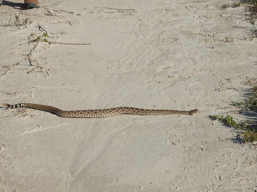 crotalus atrox west diamondback rattlesnake