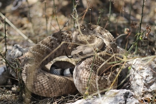 crotalus atrox western diamondback rattlesnake