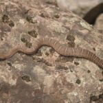 crotalus willardi (ridge nosed rattlesnake)