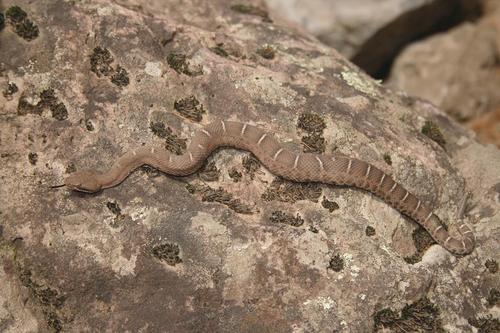 crotalus willardi (ridge nosed rattlesnake)