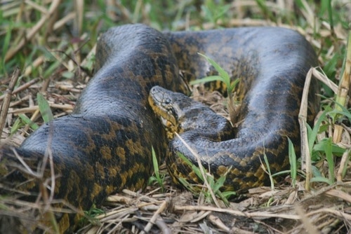 eunectes notaeus yellow anaconda argentina