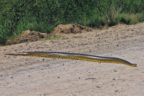 eunectes notaeus yellow anaconda road