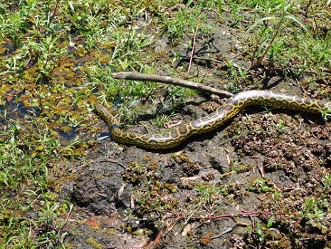 eunectes notaeus yellow anaconda