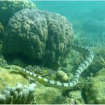 10 Facts About The Greater Sea Snake