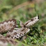 greek viper vipera gracae