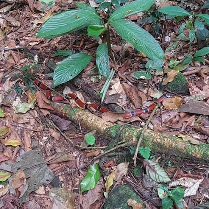 micrurus corallinus painted coral snake