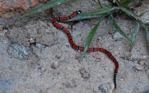 micrurus corallinus (painted coral snake)