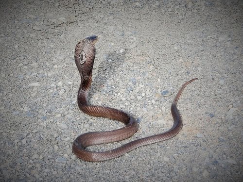 monocled cobra naja monocle symbol