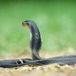 naja kaouthia monocled cobra thailand