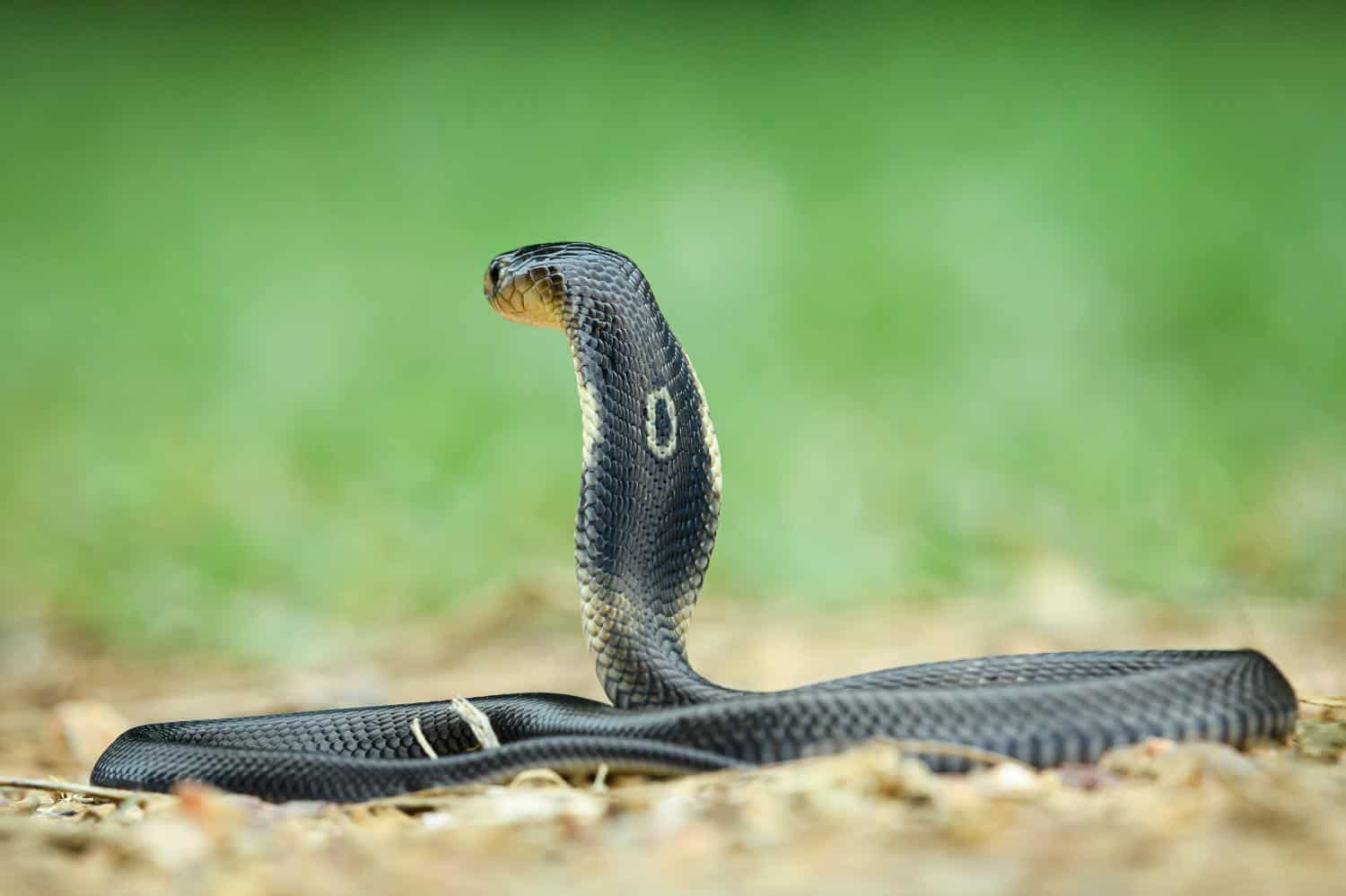 naja kaouthia monocled cobra thailand