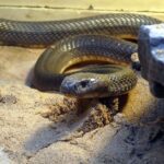 naja oxiana cape cobra